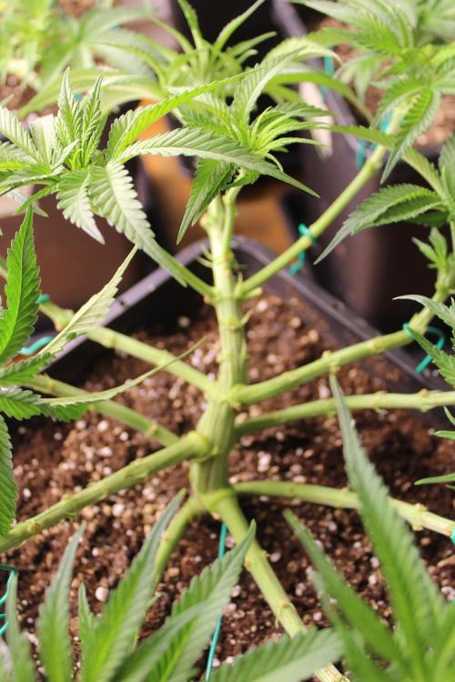 MOBY DICK - Barney's farm. Week 7