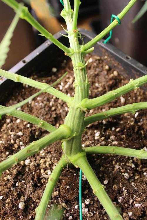 MOBY DICK - Barney's farm. Week 7