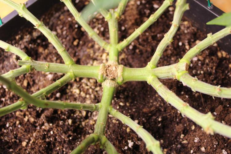 MOBY DICK - Barney's farm. Week 7