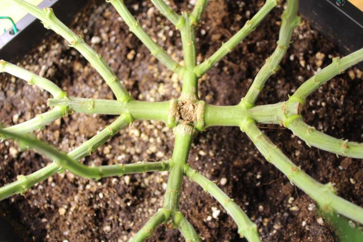 MOBY DICK - Barney's farm. Week 7