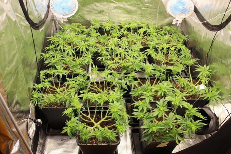 MOBY DICK - Barney's farm. Week 7