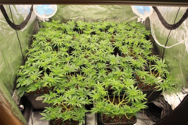 MOBY DICK - Barney's farm. Week 7