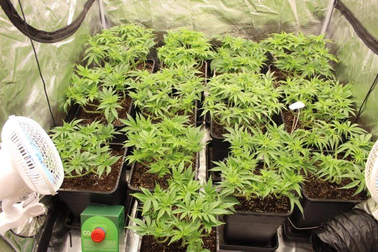 MOBY DICK - Barney's farm. Week 7