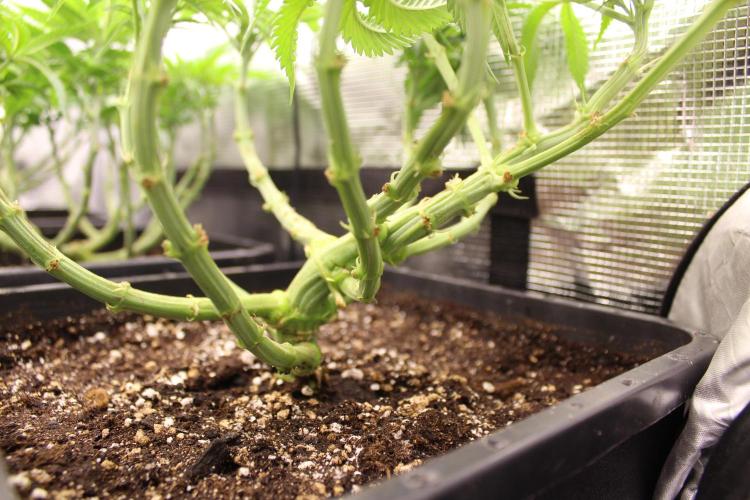 MOBY DICK - Barney's farm. Week 7