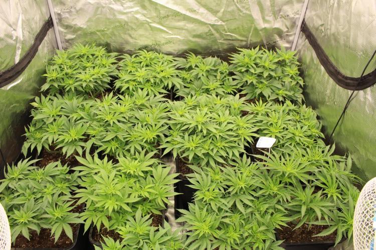 MOBY DICK - Barney's farm. Week 7