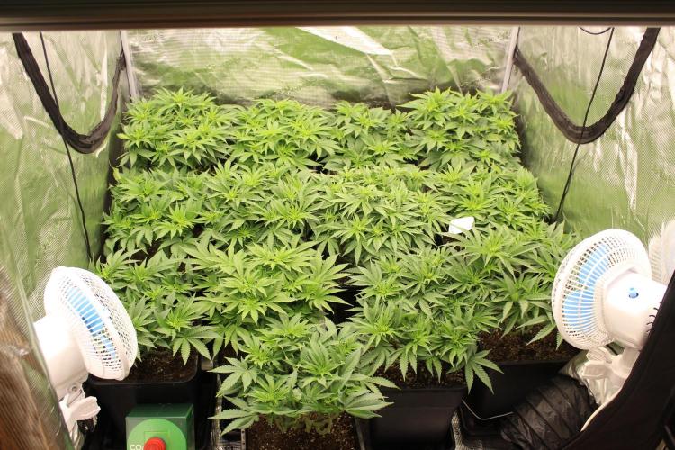 MOBY DICK - Barney's farm. Week 7