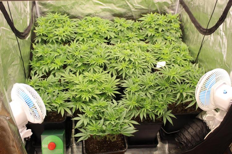 MOBY DICK - Barney's farm. Week 7