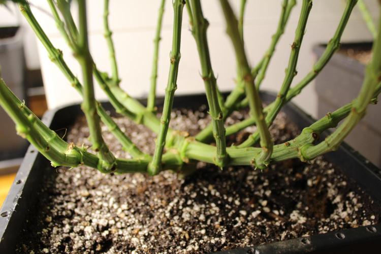 MOBY DICK - Barney's farm. Week 7