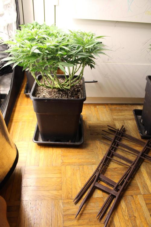 MOBY DICK - Barney's farm. Week 7