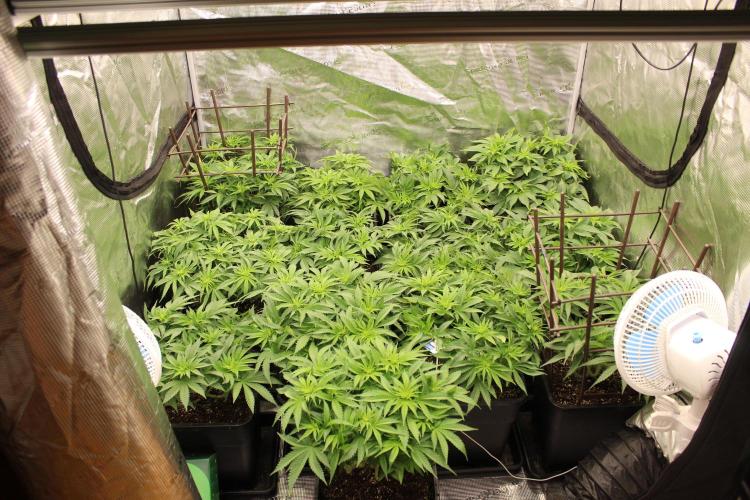 MOBY DICK - Barney's farm. Week 7