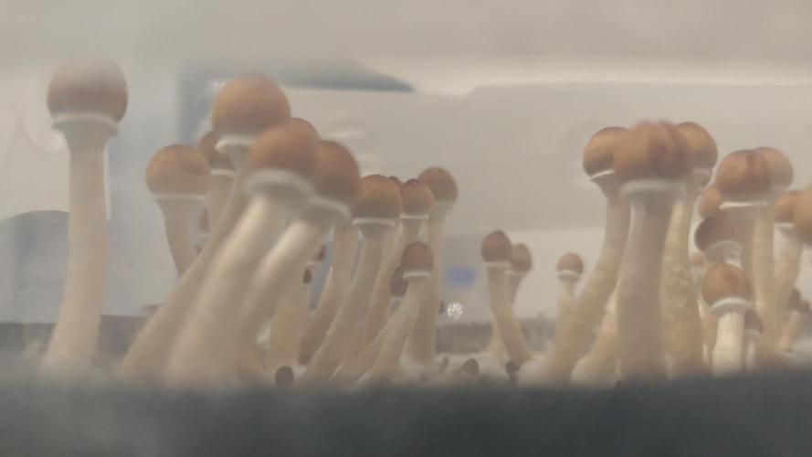 MOBY DICK - Barney's farm. Week 7