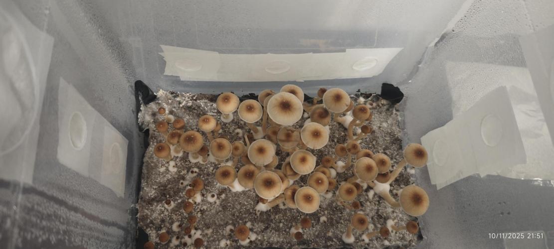 MOBY DICK - Barney's farm. Week 7