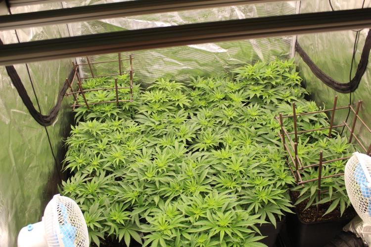 MOBY DICK - Barney's farm. Week 8