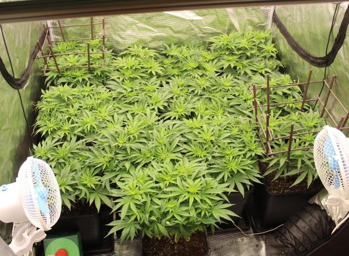 MOBY DICK - Barney's farm. Week 8