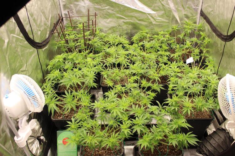 MOBY DICK - Barney's farm. Week 8