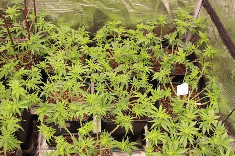 MOBY DICK - Barney's farm. Week 8