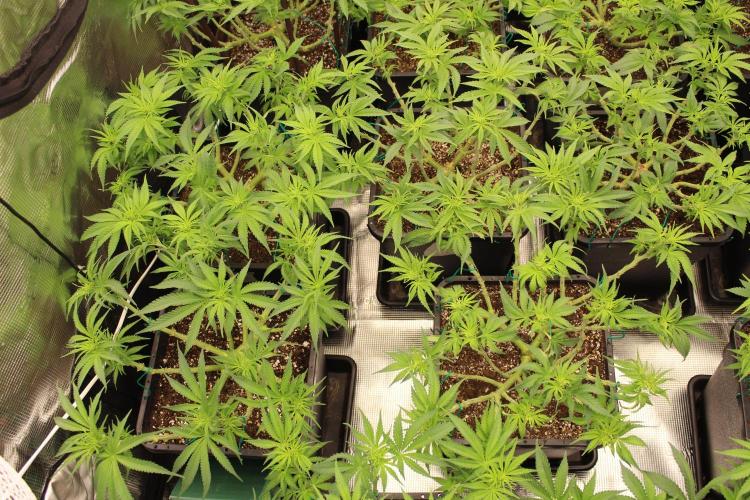 MOBY DICK - Barney's farm. Week 8