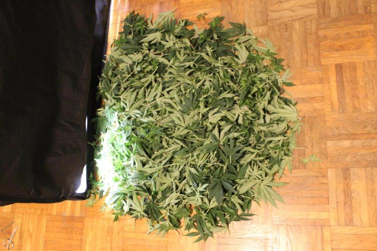 MOBY DICK - Barney's farm. Week 8