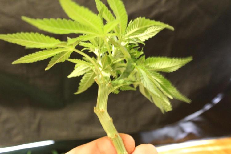 MOBY DICK - Barney's farm. Week 8 - rip poly