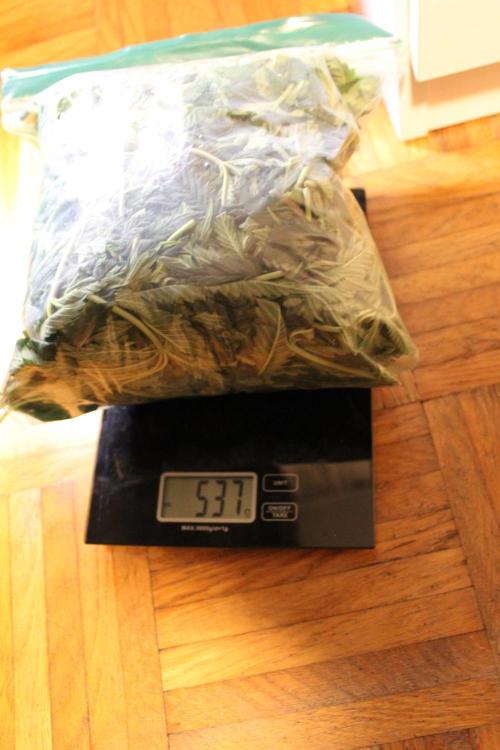 MOBY DICK - Barney's farm. Week 8