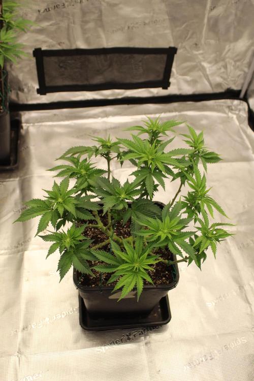 MOBY DICK - Barney's farm. Week 8