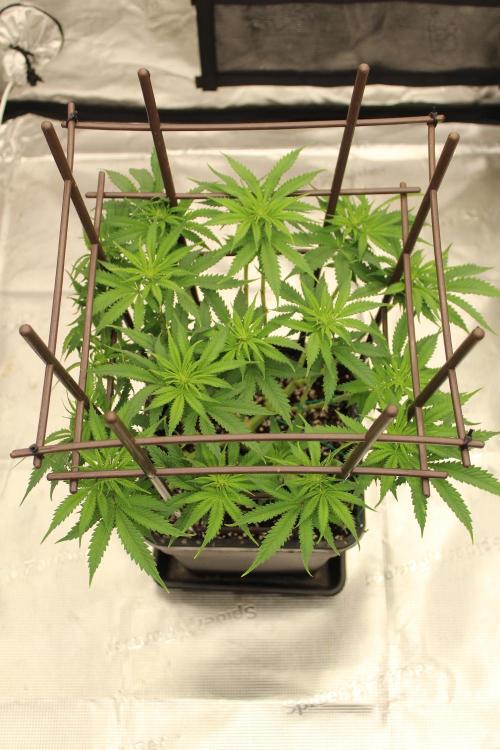 MOBY DICK - Barney's farm. Week 8