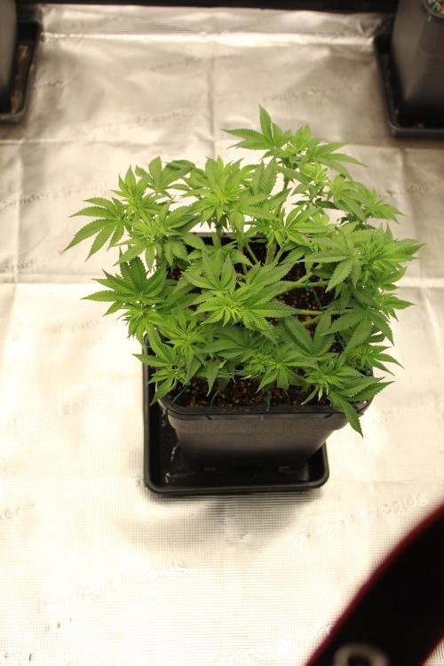 MOBY DICK - Barney's farm. Week 8