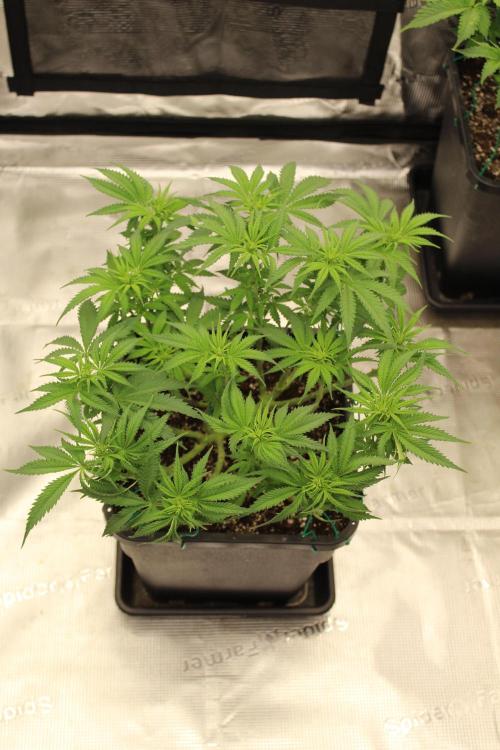 MOBY DICK - Barney's farm. Week 8