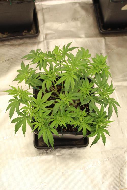 MOBY DICK - Barney's farm. Week 8