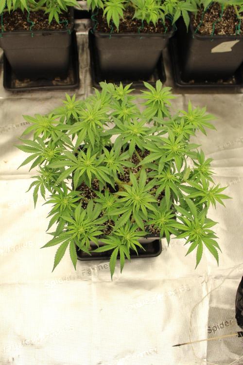 MOBY DICK - Barney's farm. Week 8