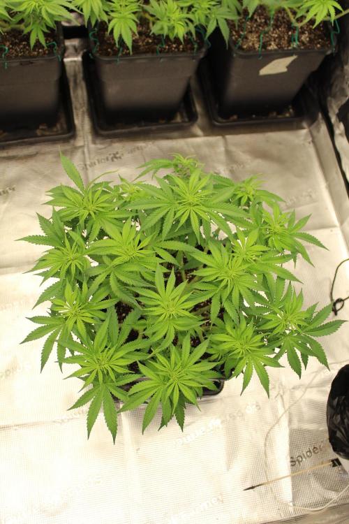 MOBY DICK - Barney's farm. Week 8