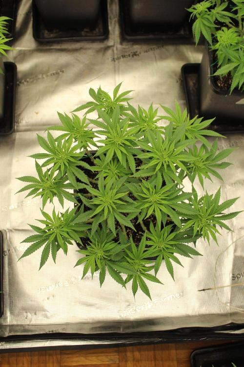 MOBY DICK - Barney's farm. Week 8