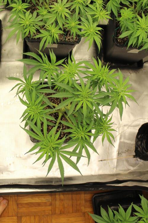 MOBY DICK - Barney's farm. Week 8