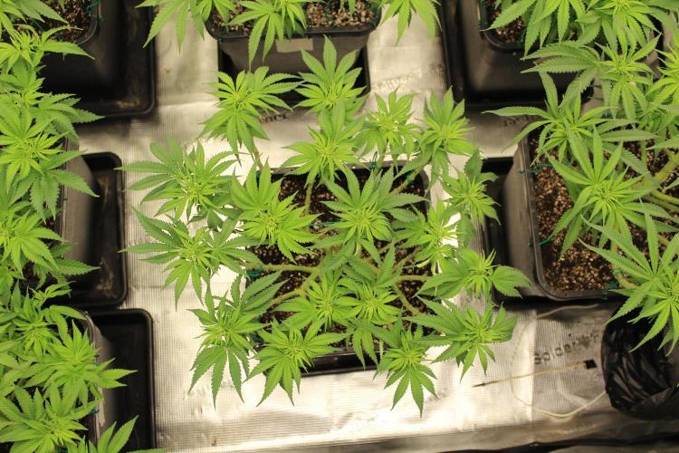 MOBY DICK - Barney's farm. Week 8