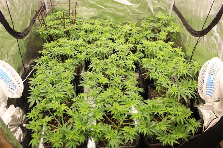 MOBY DICK - Barney's farm. Week 8