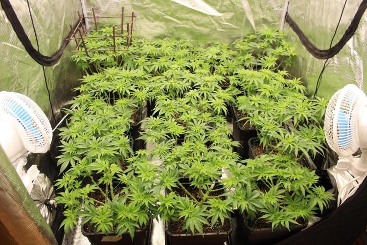 MOBY DICK - Barney's farm. Week 8