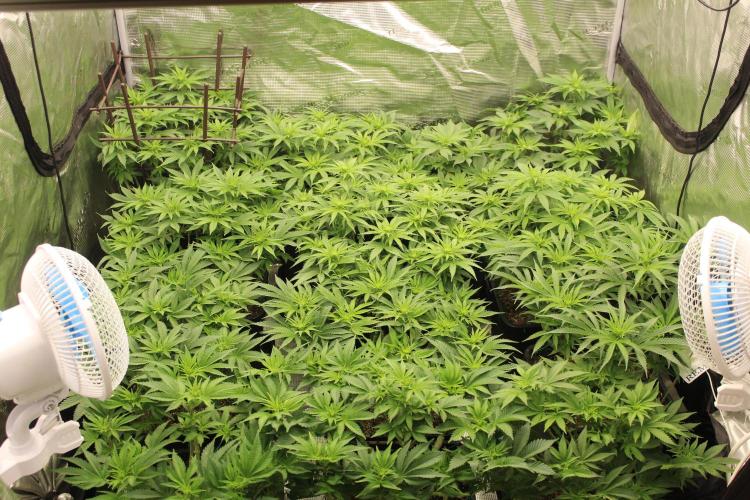 MOBY DICK - Barney's farm. Week 8