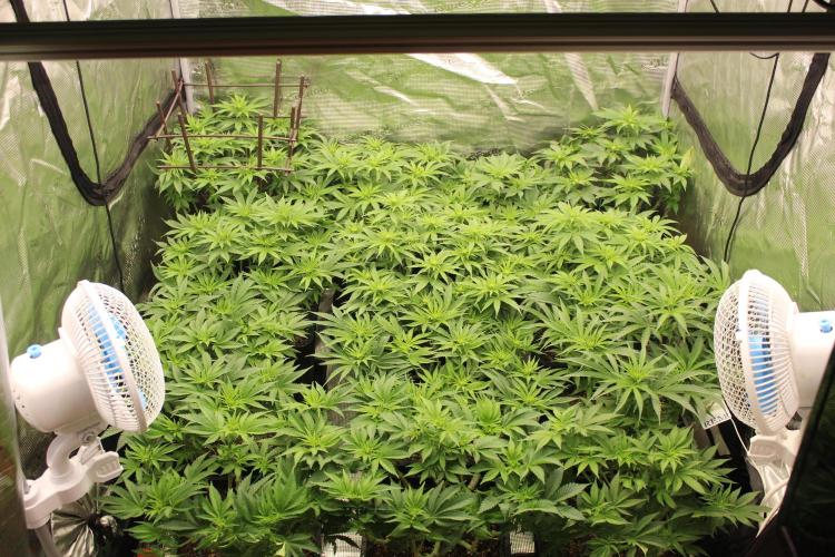 MOBY DICK - Barney's farm. Week 8