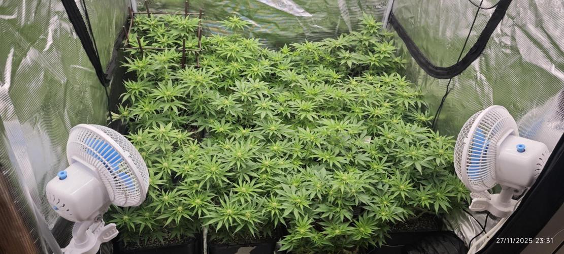 MOBY DICK - Barney's farm. Week 9