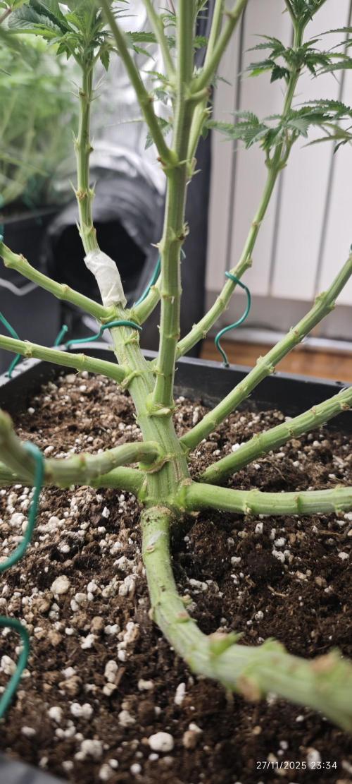 MOBY DICK - Barney's farm. Week 9