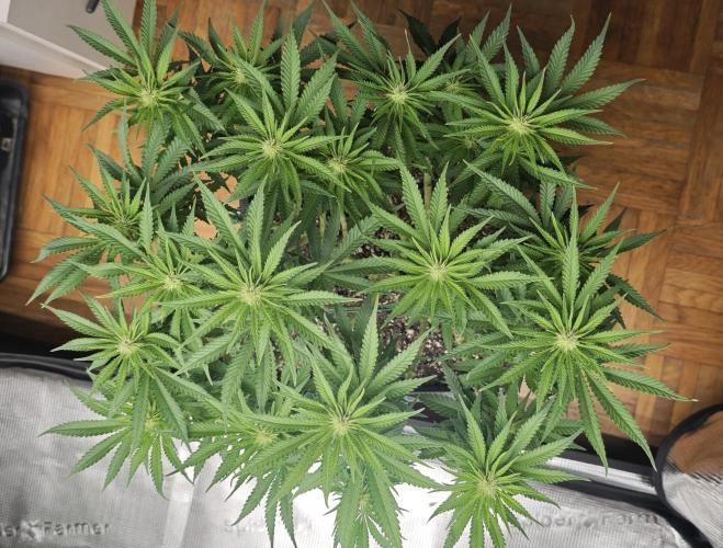 MOBY DICK - Barney's farm. Week 9