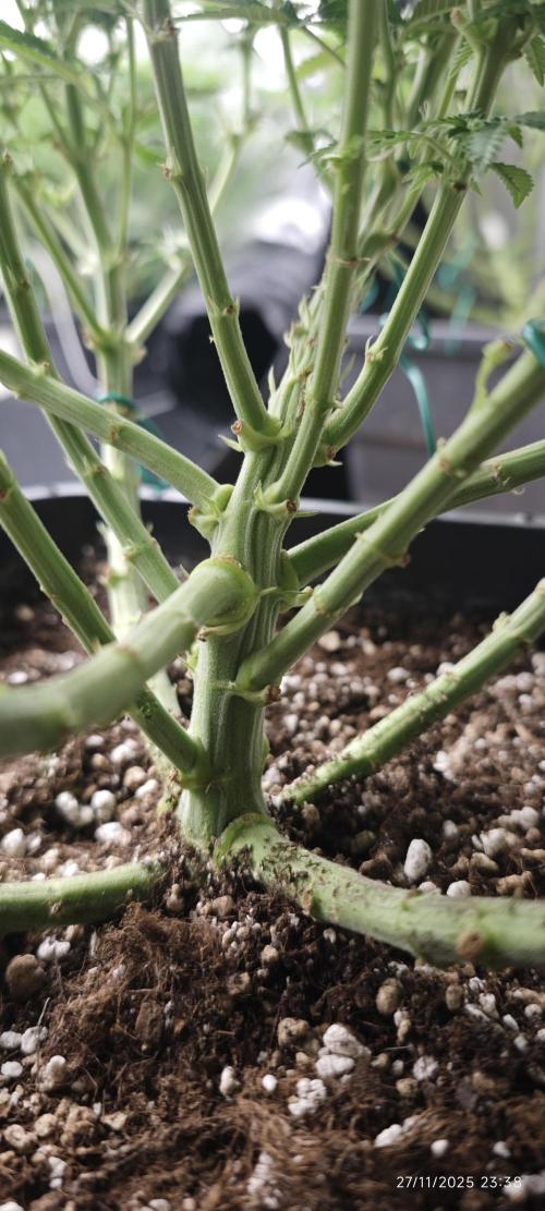 MOBY DICK - Barney's farm. Week 9