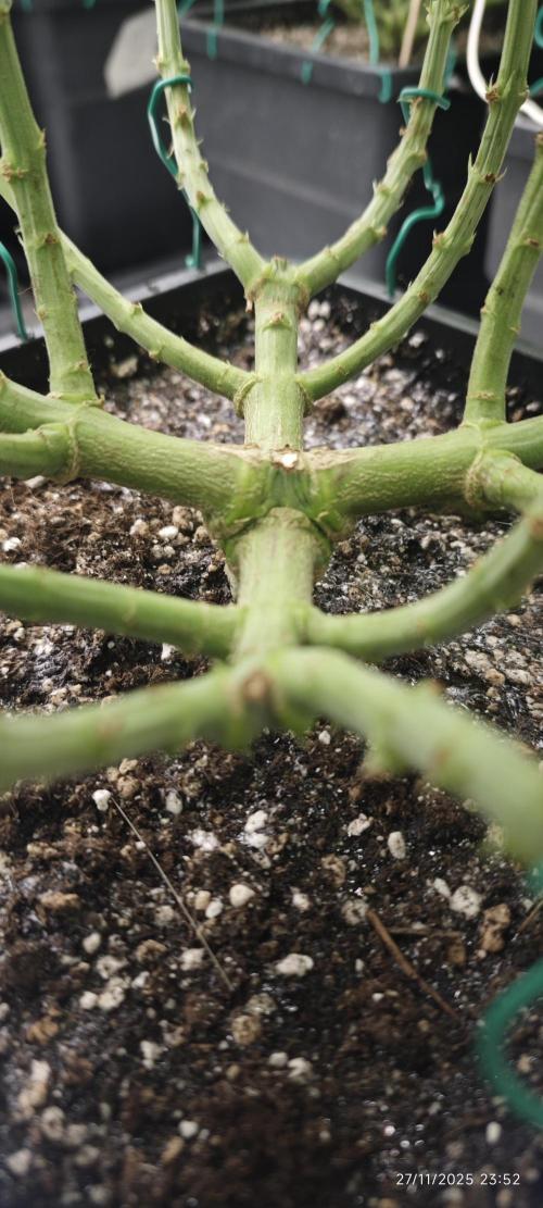 MOBY DICK - Barney's farm. Week 9