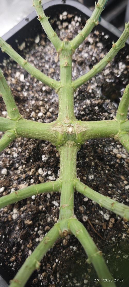 MOBY DICK - Barney's farm. Week 9