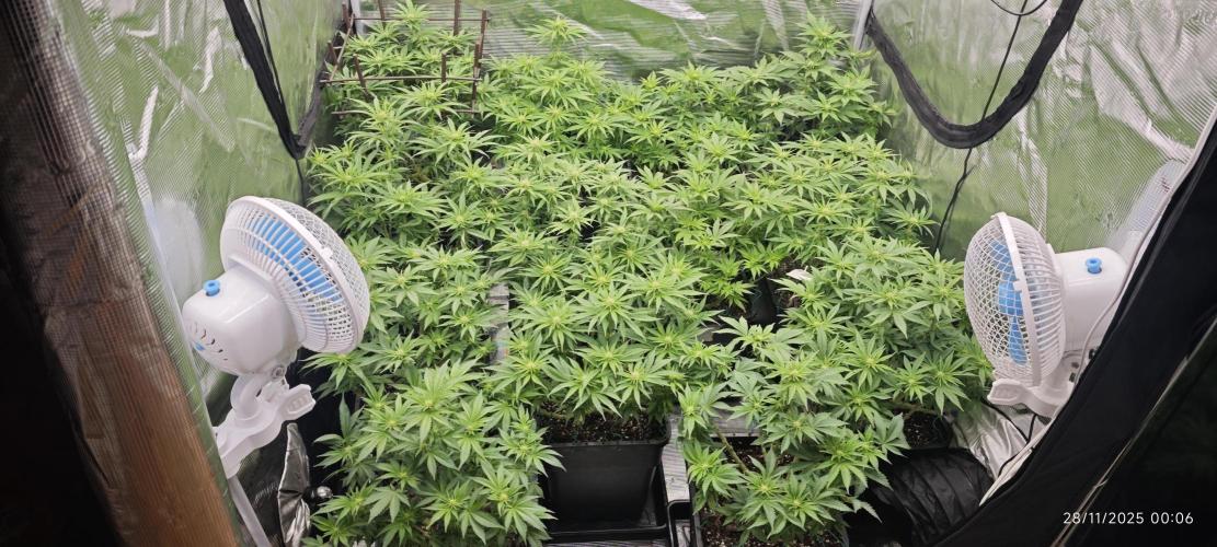 MOBY DICK - Barney's farm. Week 9