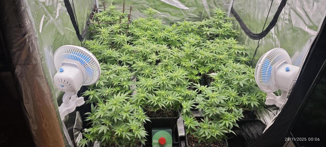 MOBY DICK - Barney's farm. Week 9