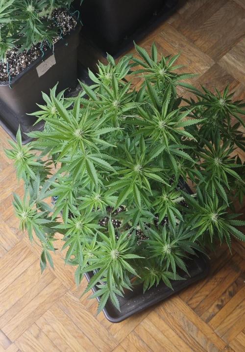 MOBY DICK - Barney's farm. Week 9