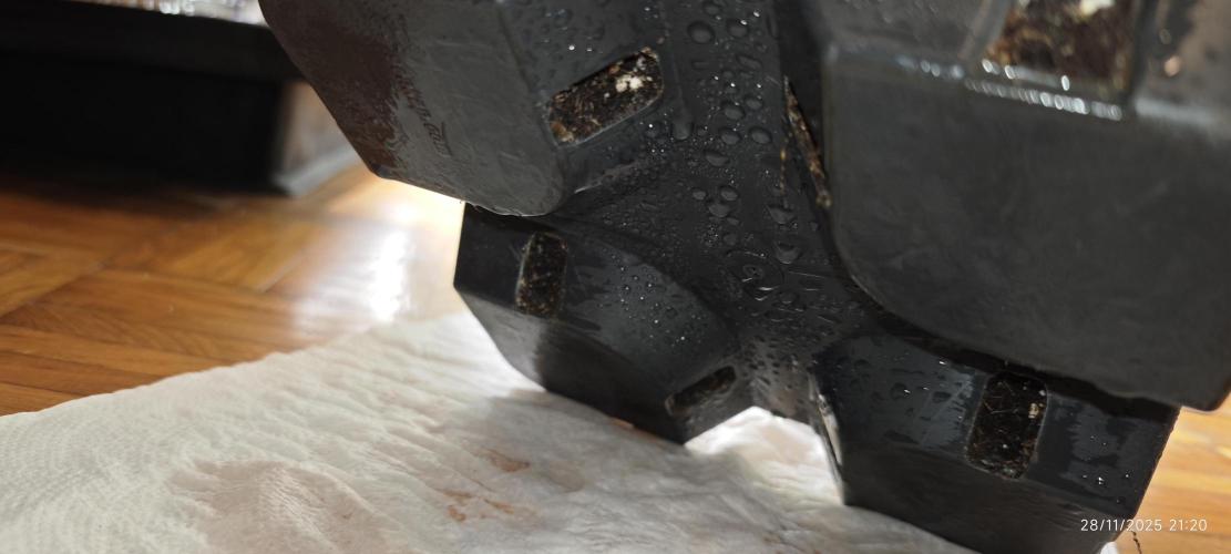 MOBY DICK - Barney's farm. Week 9 - No mold :)