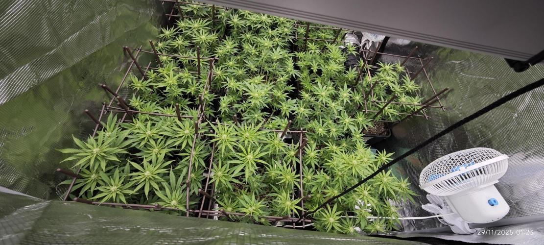 MOBY DICK - Barney's farm. Week 9