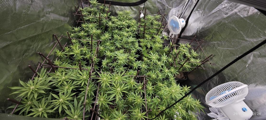 MOBY DICK - Barney's farm. Week 9